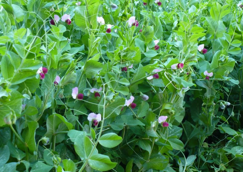 Горох як сидерат Горох як сидерат