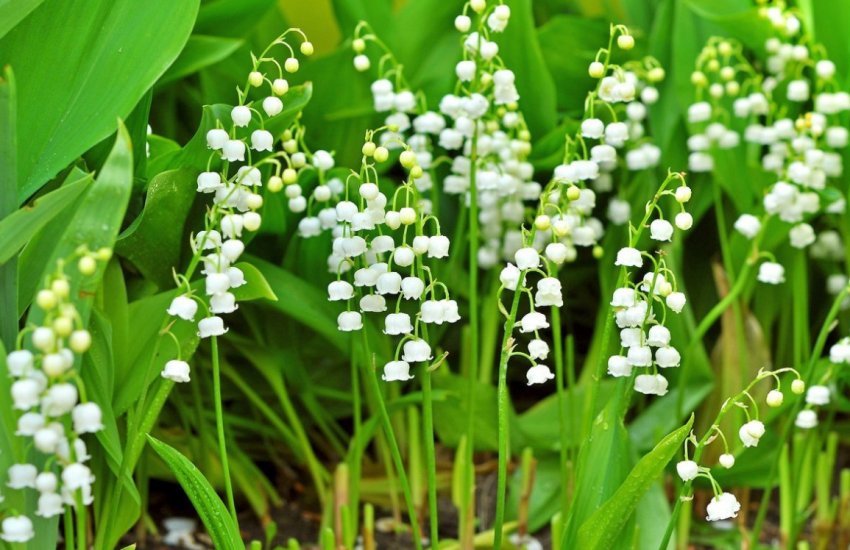 Нарцис як сидерат Нарцис як сидерат