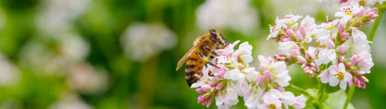 Ці 5 рослин відлякують бур'яни з вашої ділянки