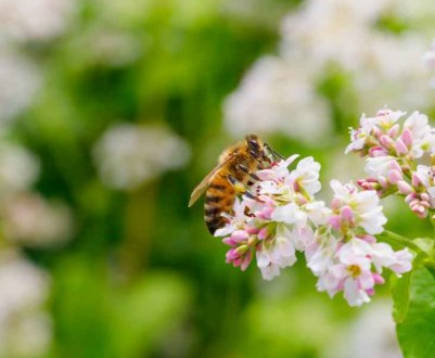 Ці 5 рослин відлякують бур'яни з вашої ділянки
