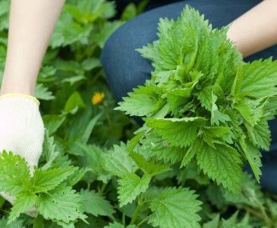 Якщо у вас на дачі росте кропива - з ділянкою вам пощастило