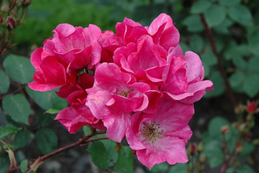 Лучшие сорта полиантовых роз: посадка и уход