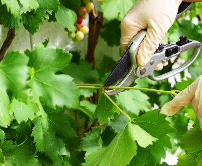 Які 4 зелені операції потрібно провести на винограді, щоб отримати гарний врожай?