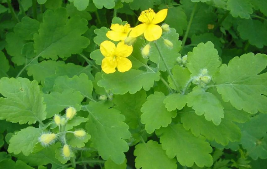 Чистотіл на ділянці