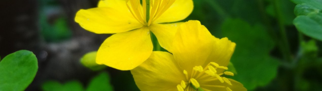 Так ось для чого потрібно саджати чистотел! 5 способів застосування в саду та городі