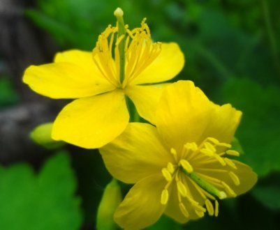 Так ось для чого потрібно саджати чистотел! 5 способів застосування в саду та городі