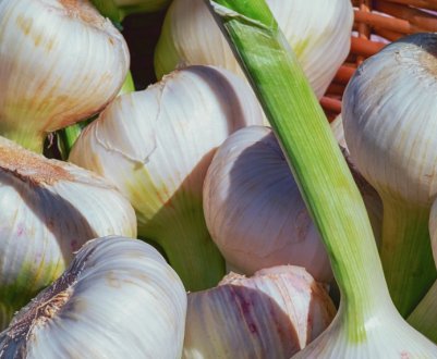 Чесно́к стає все більш затребуваним