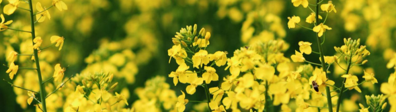 Експерти назвали одну з основних масляничних культур у світі