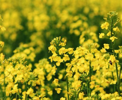 Експерти назвали одну з основних масляничних культур у світі