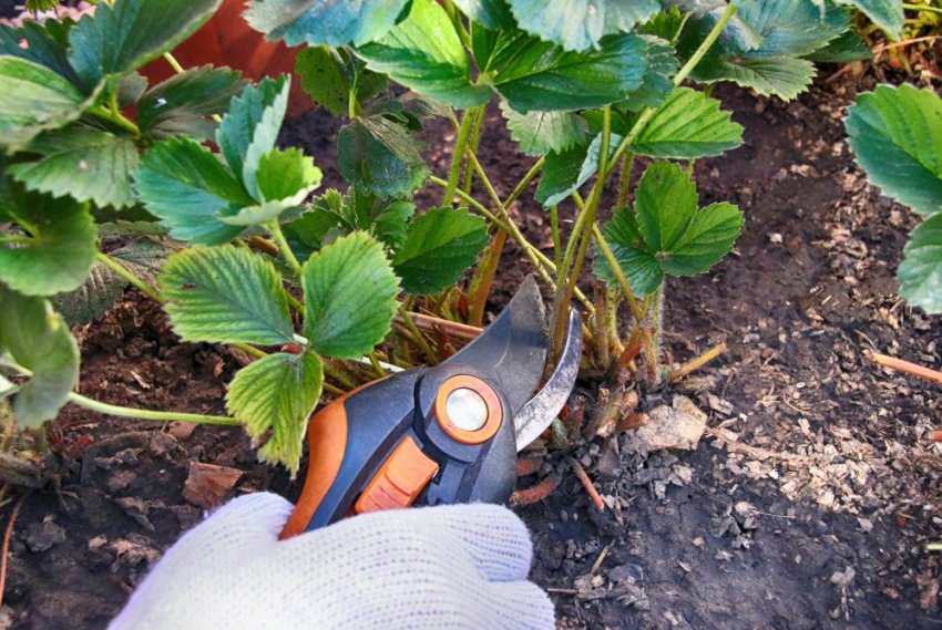 Догляд полуниці після обрізки