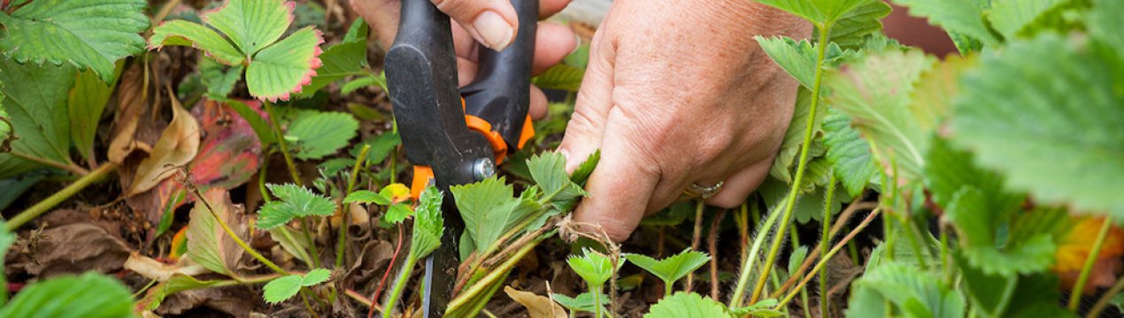 Які листя полуниці потрібно видалити перед дозріванням ягід, щоб збільшити врожай в 1,5 раза