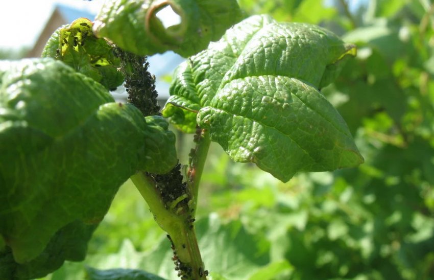 Тля на смородині Тля на смородині