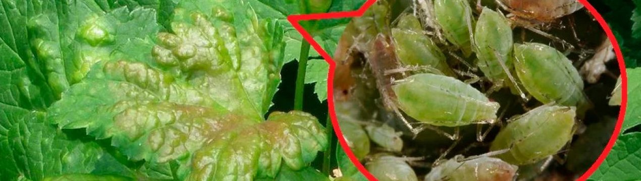 Вся тля відпаде, якщо обробити пошкоджену смородину простим засобом. У кожної господині є на кухні