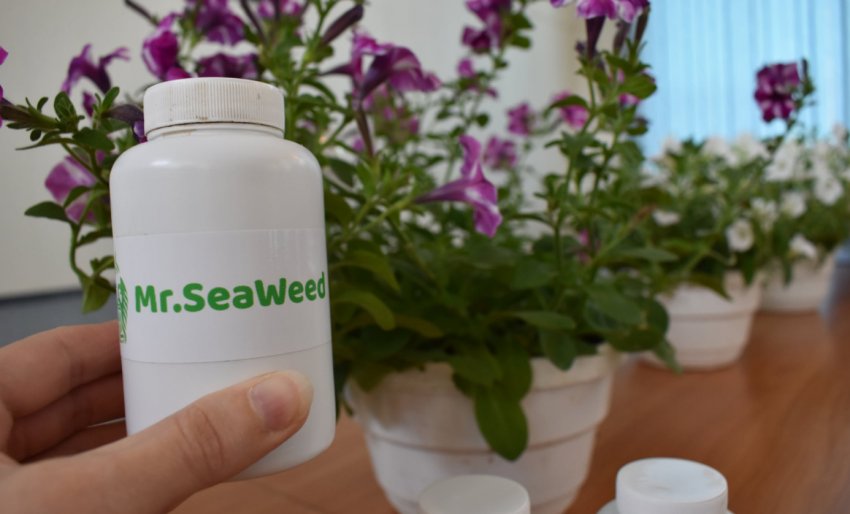 Добриво з водоростей Добриво з водоростей