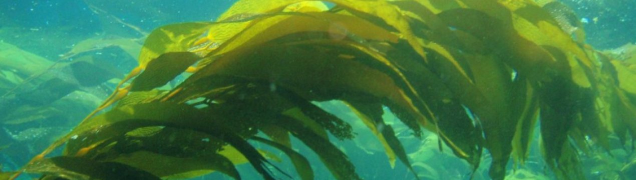 Студентка з України розробила новий вид добрив