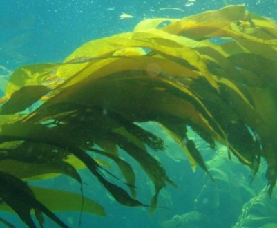 Студентка з України розробила новий вид добрив