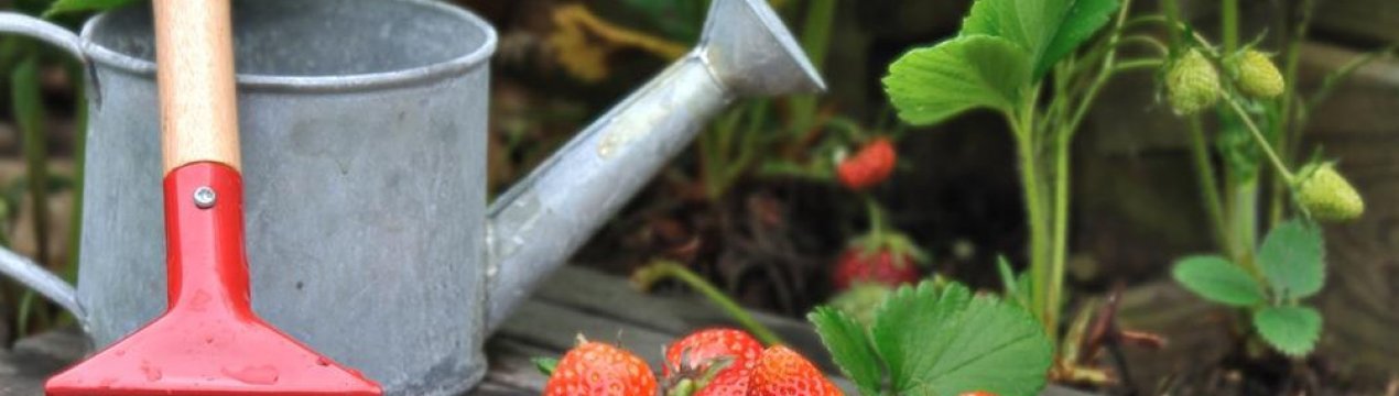 Як "погодувати" полуницю медовою водою, щоб ягоди були великими та смачними