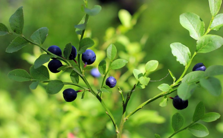 Чорниця Чорниця