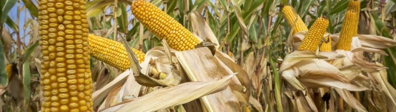 Україні з'явиться потужний завод з переробки кукурудзи