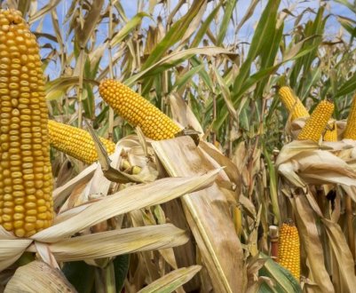 Україні з'явиться потужний завод з переробки кукурудзи