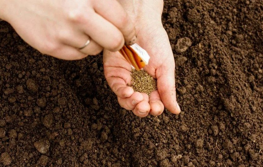 Посадка насіння в червні Посадка насіння в червні