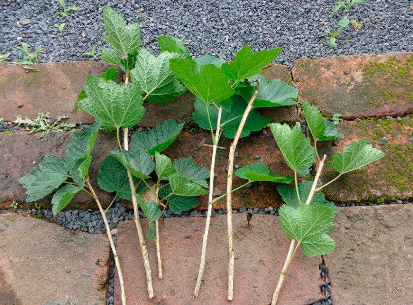 Розмноження черенками Розмноження черенками