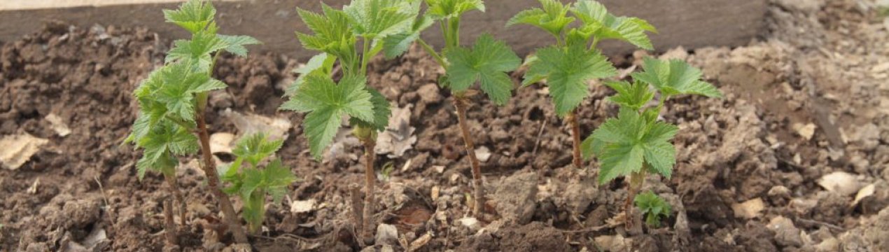 Сім'яни не приховуйте далеко! Які культури ще можна посіяти в червні і отримати гарний урожай?