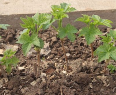 Сім'яни не приховуйте далеко! Які культури ще можна посіяти в червні і отримати гарний урожай?