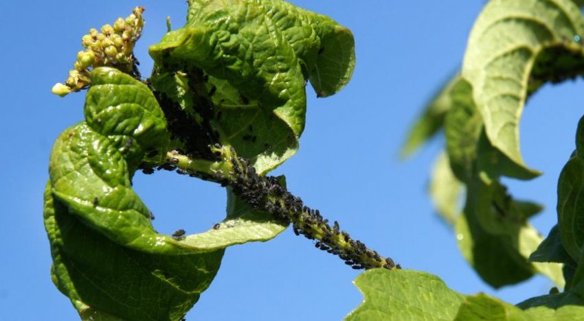 Тля на калині Тля на калині