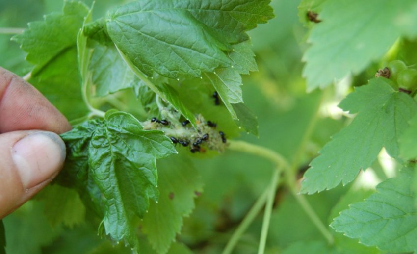 Тля на смородине Тля на смородине