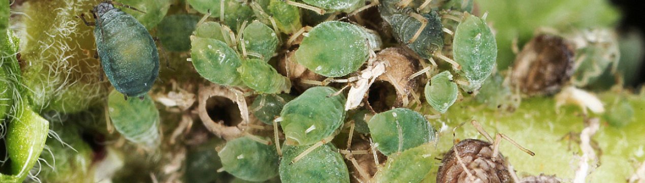 Розсадник паразитів! 5 рослин, які привертають колючок на ділянку