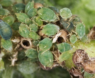 Розсадник паразитів! 5 рослин, які привертають колючок на ділянку