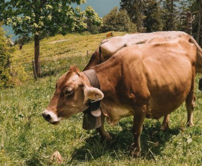 Мешканець Великобританії отримує криптовалюту з коров'ячого навозу