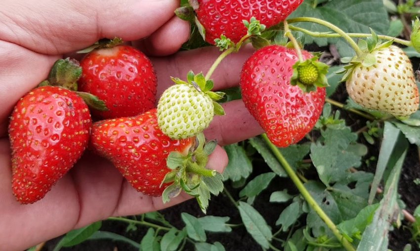 Садова полуниця Мальга Садова полуниця Мальга