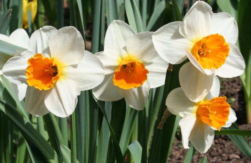 Нарциси Нарциси