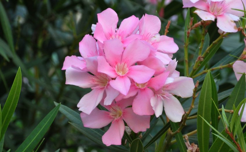 Олеандр Олеандр