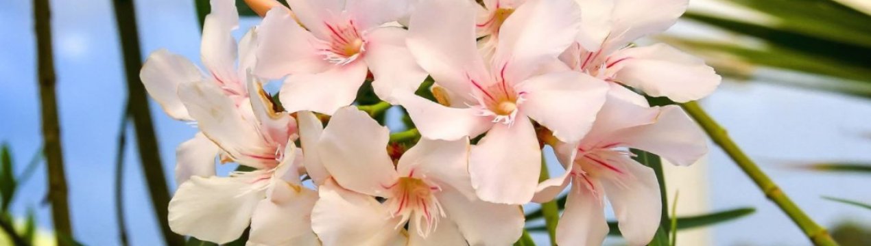 Будьте з ними обережні! П'ятірка звичайних садових рослин, які можуть зашкодити здоров'ю