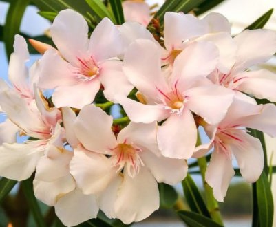 Будьте з ними обережні! П'ятірка звичайних садових рослин, які можуть зашкодити здоров'ю