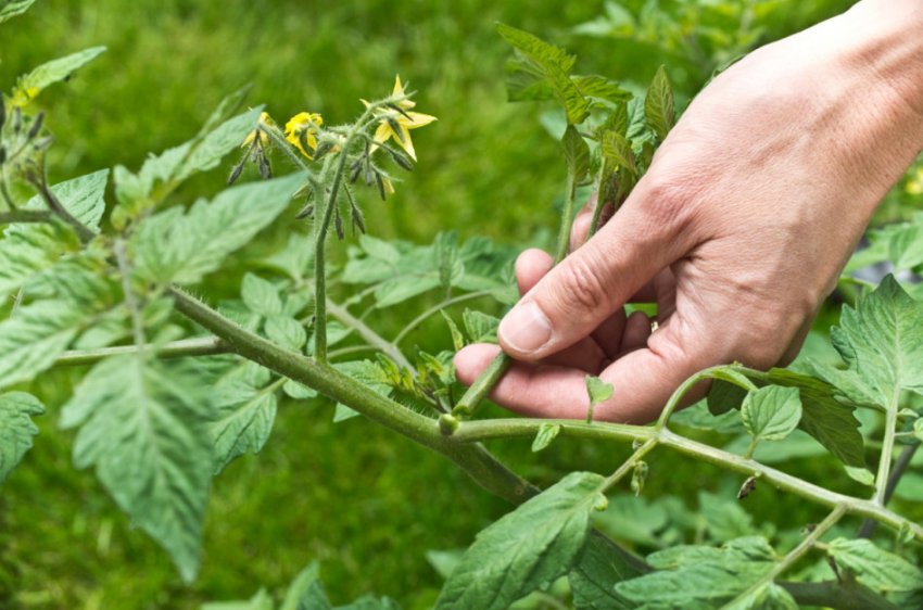 Пасинковання томатів Пасинковання томатів