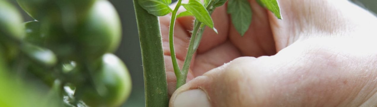 Не допустите помилку! Чому важливо пасинкувати помідори і як правильно це робити