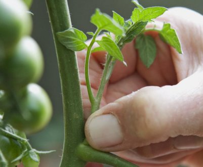 Не допустите помилку! Чому важливо пасинкувати помідори і як правильно це робити