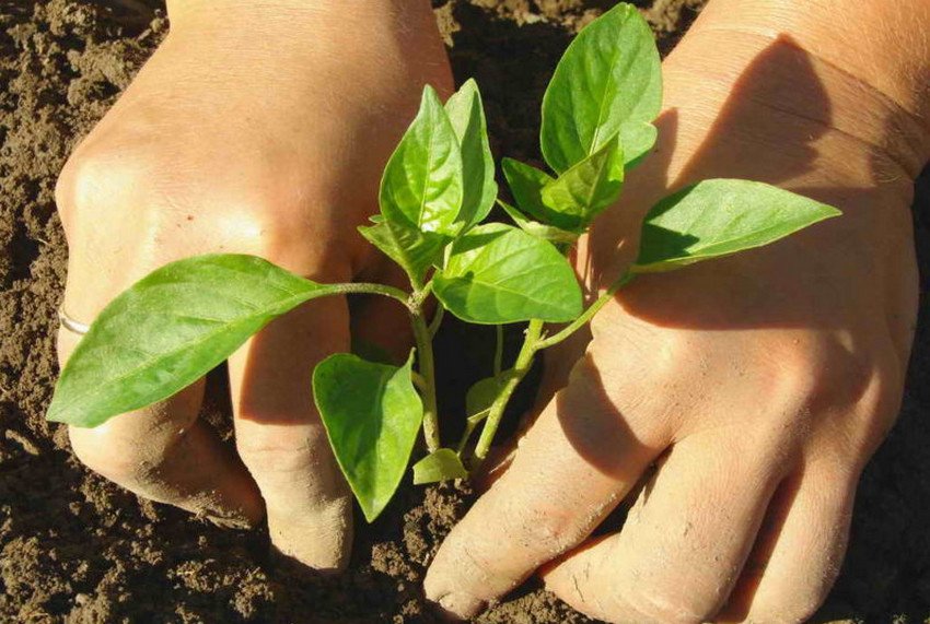 Посадка перцю букетним способом