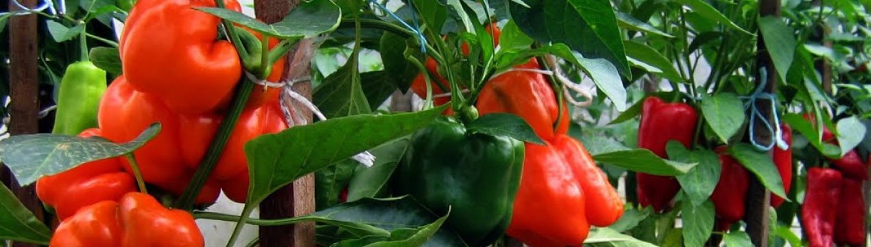 Місця займає менше, а врожай більше. Як посадити перець букетним способом