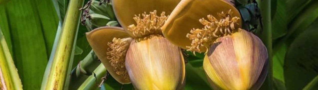 В світі з'явився новий відмінний від хвороб сорт бананів