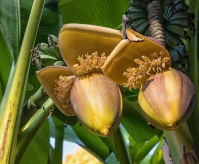 В світі з'явився новий відмінний від хвороб сорт бананів