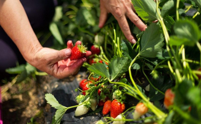 Плодоношення полуниці