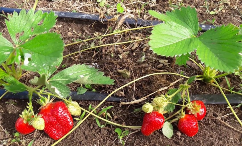 Ґрунт для вирощування клубники