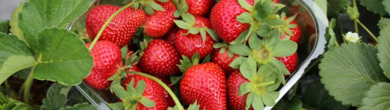 Збираємо врожай до морозів! Які 4 поради допоможуть продовжити плодоношення полуниці?