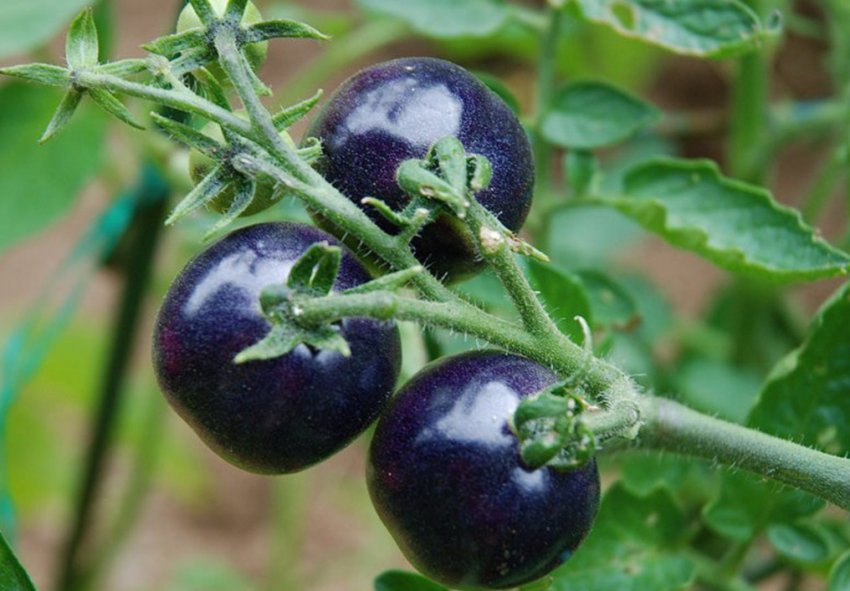 Сині помідори