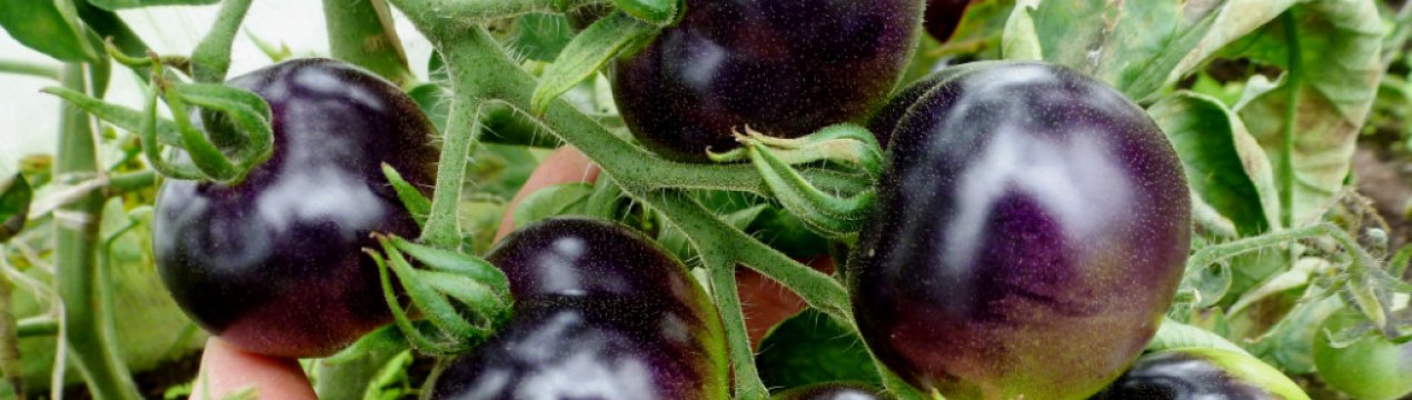 В Черкаській області ростуть лікувальні помідори